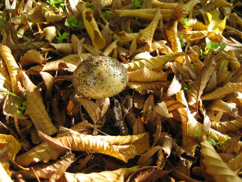 Amanita phalloides